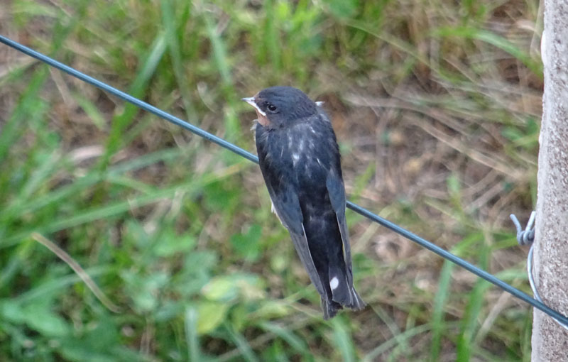 Hirundo rustica ?